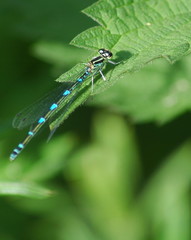 damsel flies,