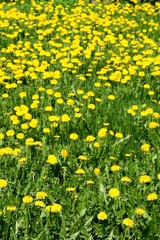  yellow  dandelions