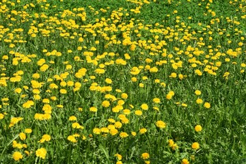  yellow  dandelions