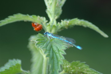 dansel flies,