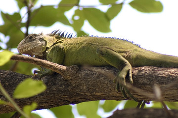 iguane vert