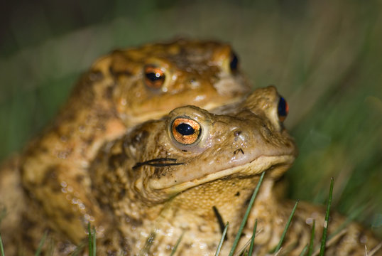 frog barbillon