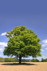 Fototapeta na wymiar an old oak tree