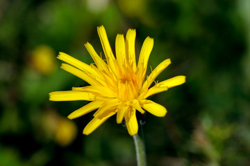 yellow flower of dandelion in detail