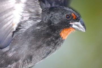 oiseau atterrissant