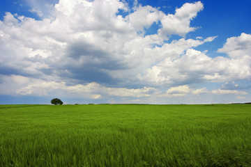 Obraz premium paisaje verde