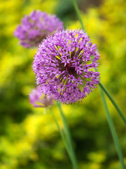 Obraz premium purple allium