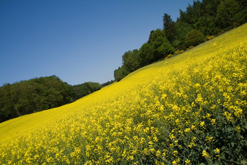 rapsfeld