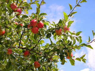 Apfelbaum, Äpfel, Himmel, Textraum, copy space