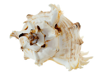 spiral shell on white