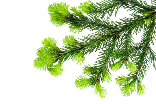 branch of fir isolated on white