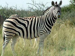 zebra