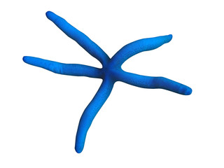 blue starfish isolated
