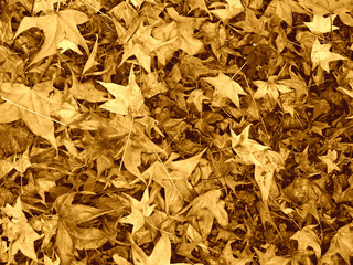  leaves background
