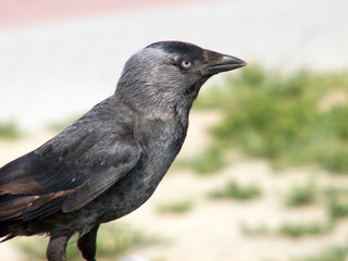 jackdaw
