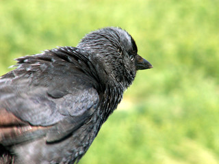 jackdaw