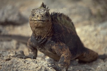 marine iguana