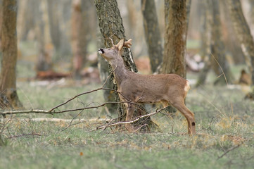 chevreuil brocard © NICOLAS LARENTO