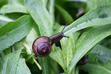 snail