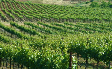 fields of grapevines