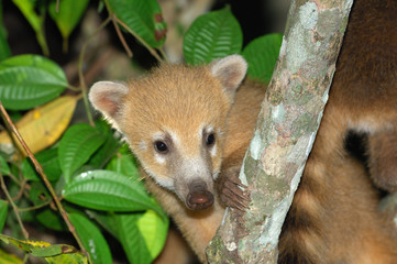 Obraz premium coati nasua chute iguazu argentine