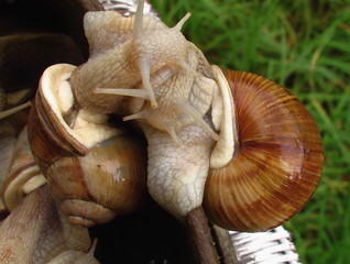 escargots de bourgogne