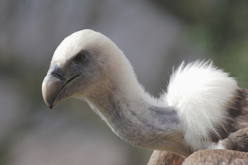 gänsegeier