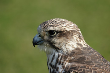 würgfalke