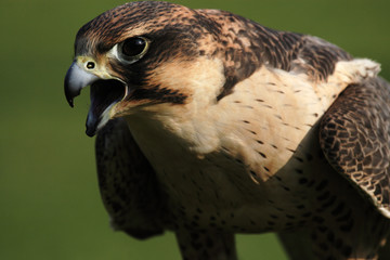 wanderfalke