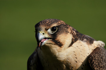 wanderfalke