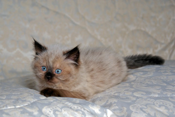 himalayan kitten viii