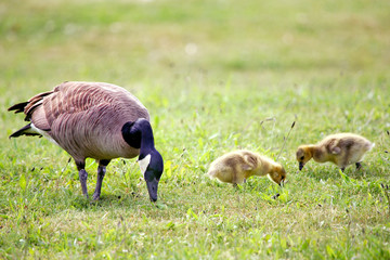 canada goose
