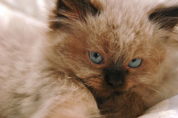 Fototapeta premium kitten closeup