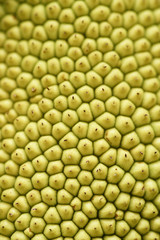 jackfruit skin texture