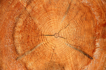 Naklejka premium cut of a pine.