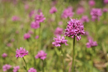 Fototapeta premium pink wildflowers