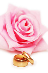 two wedding rings and rose at background
