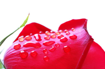 close up of rose petals with dew drops