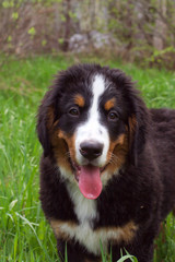 puppy bernese mountain dog