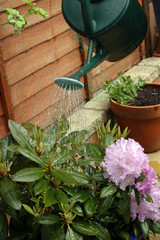 watering flowers