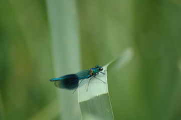 dragonfly,