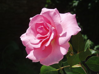 rose