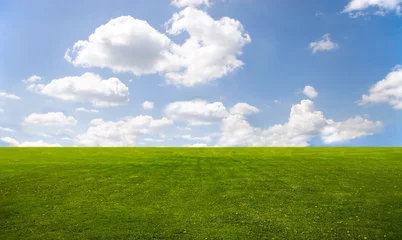  green grass and blue sky © chaossart