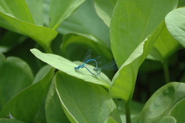 damsel fly,