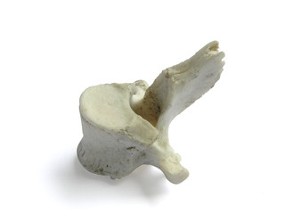 Fototapeta premium 1312 - vertèbre (détourage inclus)