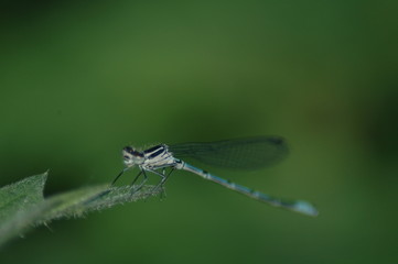 damsel fly,
