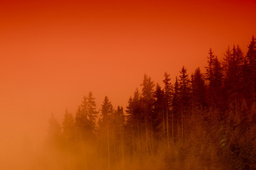 misty forest at sunset