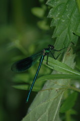dragonfly,