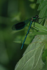 dragonfly,