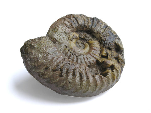 1313 - fossile d'ammonite (d&eacute;tourage inclus)